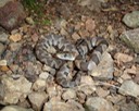 Northern Watersnake Cape Girardeau County.jpg