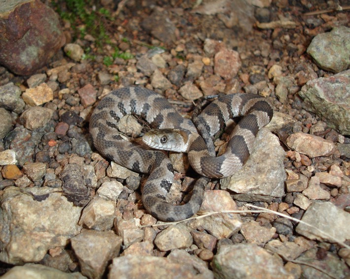 Northern Watersnake Cape Girardeau County.jpg