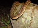 Northern Watersnake Cherokee NF Polk County 2.JPG