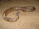 Northern Watersnake Cherokee NF Polk County 1.JPG