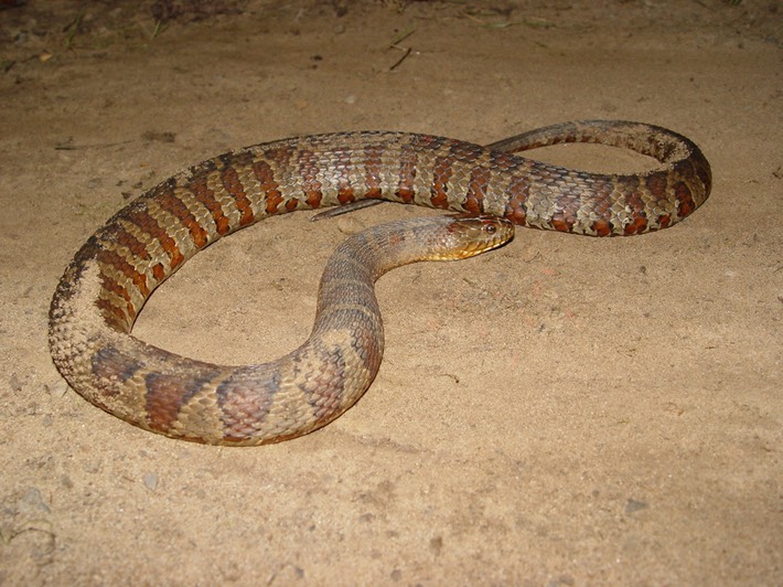 Northern Watersnake Cherokee NF Polk County 1.JPG