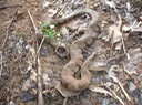 Northern Watersnake Marble Creek - Twain 1.jpg