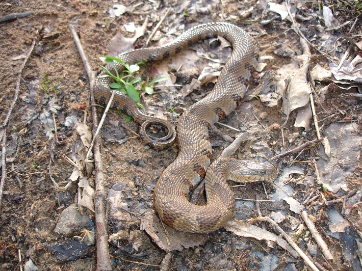 Northern Watersnake Marble Creek - Twain 1.jpg
