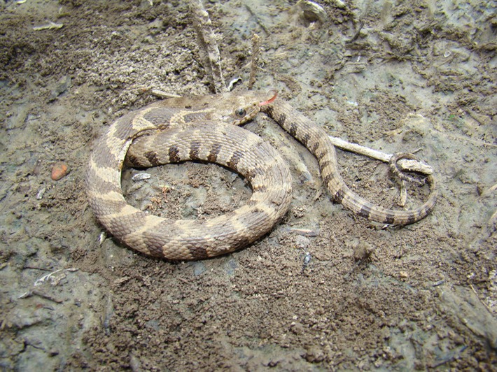 Northern Watersnake TOTSP.jpg