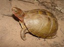 okla herps 026