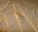 P. crucifer amplexus  (2) AFB