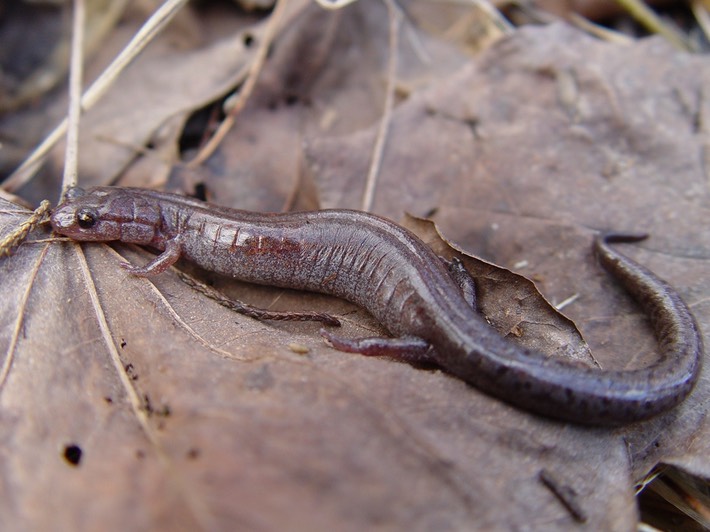 P. dorsalis 9  Flat Rock (2)