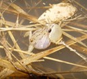 P. feriarum (calling 3) (2) AFB