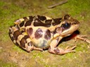 Pickerel Frog Natchez Trace 2