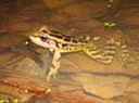 Pickerel Frog Natchez Trace 3