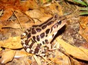 Pickerel Frog Natchez Trace 4