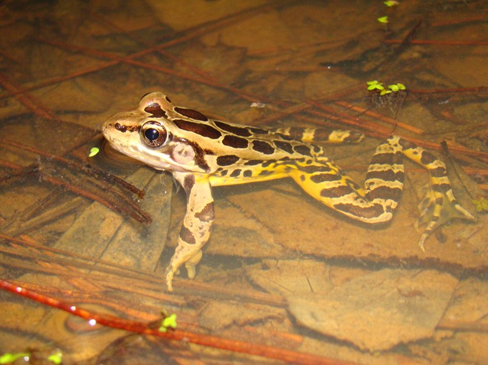 Pickerel Frog Natchez Trace 3