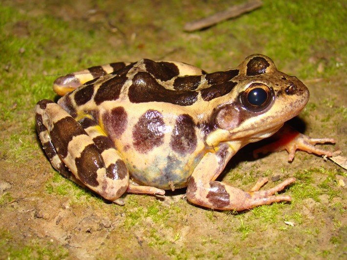Pickerel Frog Natchez Trace 2