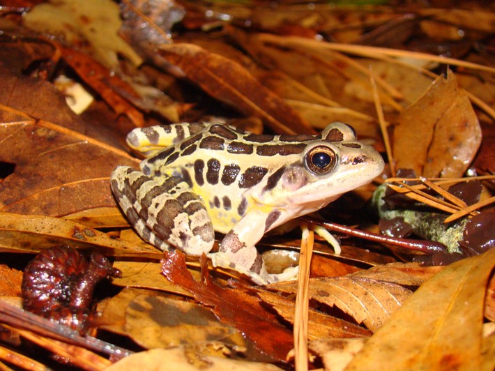 Pickerel Frog Natchez Trace 1