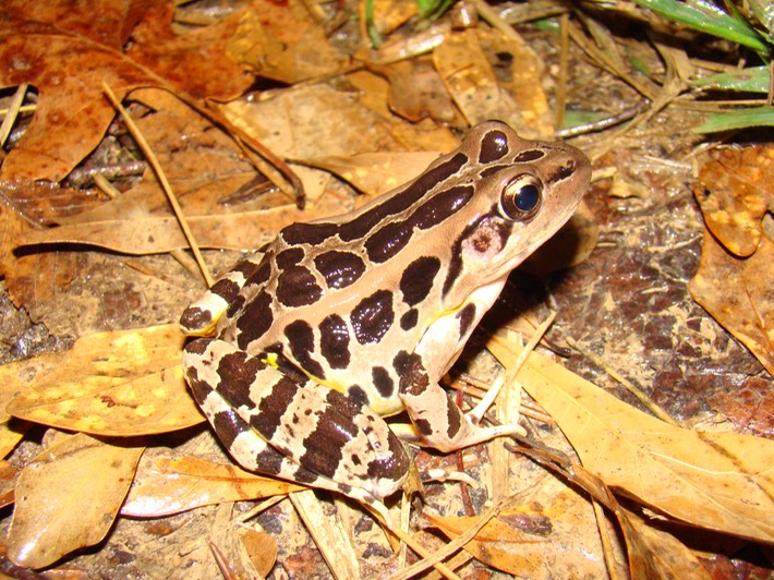 Pickerel Frog Natchez Trace 4