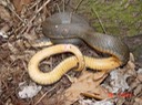 Plain-bellied Watersnake 1.jpg