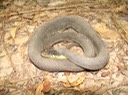 Plain-bellied Watersnake.JPG
