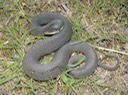 Plain-bellied Watersnake 2.jpg