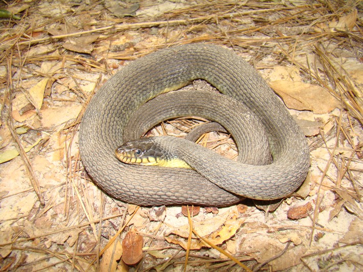 Plain-bellied Watersnake.JPG