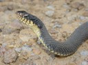 Plain-bellied Watersnake 3.JPG