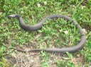 Plain-bellied Watersnake.jpg