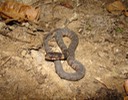 Plain-bellied Watersnake Morris State Park Dunklin County.jpg