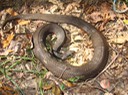 Plain-bellied Watersnake TOTSP.jpg