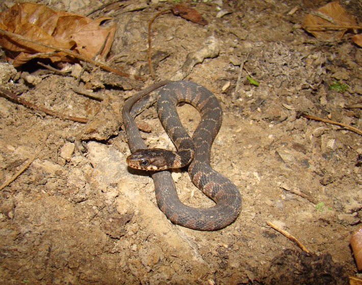 Plain-bellied Watersnake Morris State Park Dunklin County.jpg