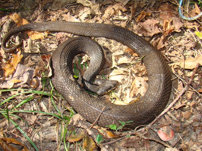 Plain-bellied Watersnake TOTSP.jpg