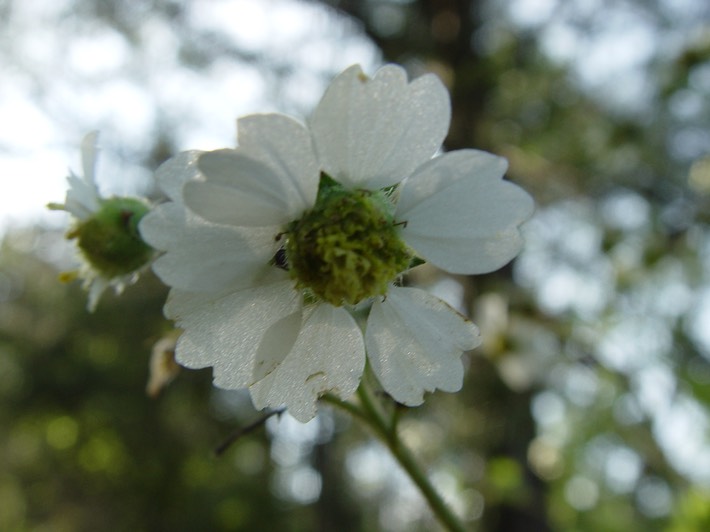 Polymnia  canadensis (Pale-Flowered Leafcup)