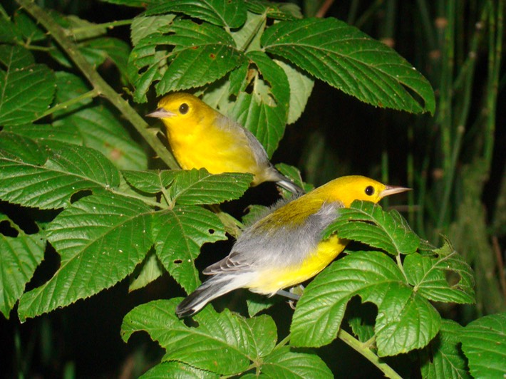 Prothonotary Warblers ATCH