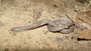 Queensnake Cherokee NF Polk County.jpg