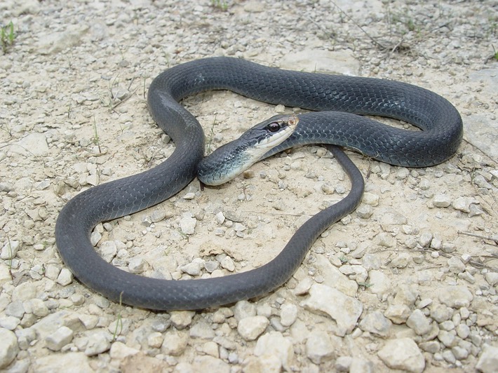 Racer 1.JPG