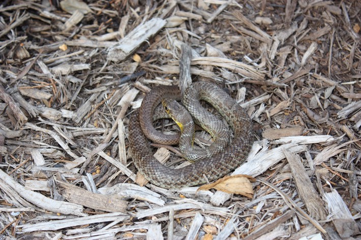 Racer Fairview, Collin County, TX.JPG