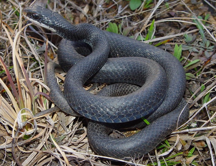 Racer Flat Rock.JPG