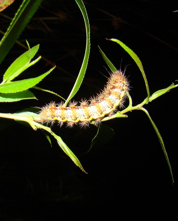 Random H9 Pics 2010 074 ATCH