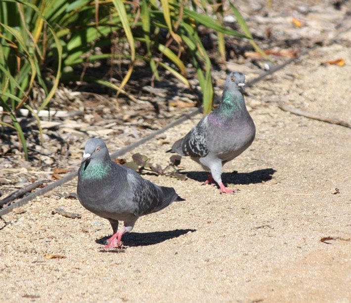 Rcok Dove (2)