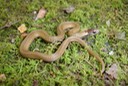 Red-bellied Snake Woodson K. Woods Crawford County.JPG