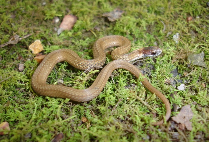 Red-bellied Snake Woodson K. Woods Crawford County.JPG