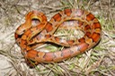 Red Cornsnake 1.jpg