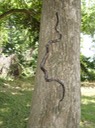 Gray Ratsnake 4.jpg
