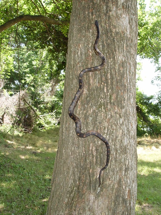 Gray Ratsnake 4.jpg