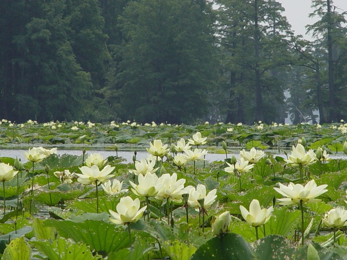Reelfoot A (79)