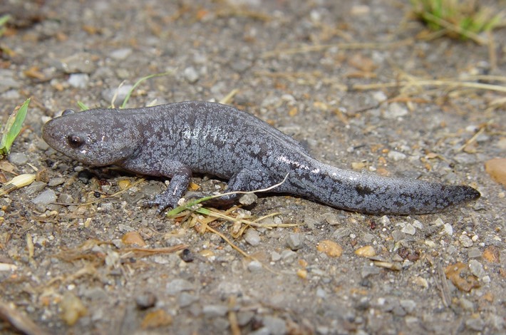 Reelfoot Herps (116) ATAL