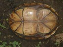Reelfoot Herps (59)