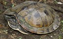 Reelfoot Herps (62) (2)