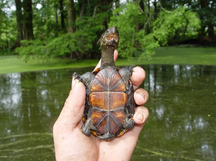 RF HERPS (1)