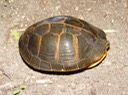 RF HERPS (65)