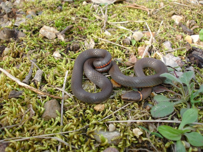 Ring-necked Snake Marble Creek - Twain.jpg
