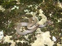 Ring-necked Snake St. Francois State Park.jpg